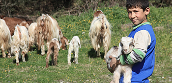 SURİYE ADAK KURBANI